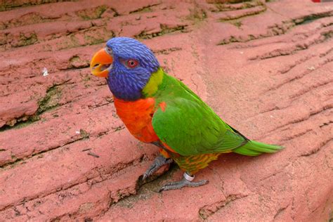 Gambar Paruh Warna Warni Fauna Bulu Burung Lorikeet Macaw
