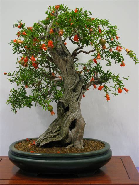 Check spelling or type a new query. Pomegranate Bonsai Trees | Bonsai tree types, Bonsai tree ...