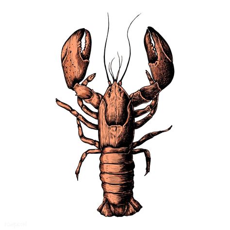 Hand Drawn Lobster Isolated Premium Image By Lobster