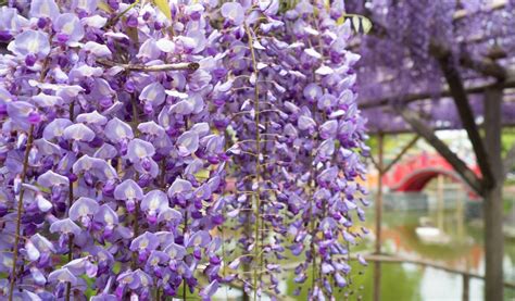 Then this new roblox wisteria game is just made for you. Kameido Tenjin Wisteria Festival, Mid Apr-Early May, 2021 ...