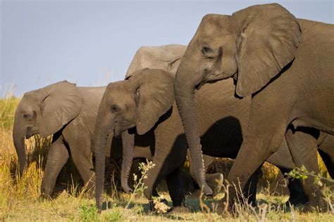 Elephants Females Have Evolved To Lose Tusks Due To Ivory Poaching