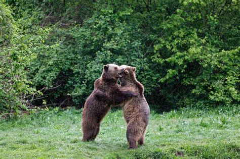 Brown Bears Hug Each Other In An Enclosure At A Sanctuary In Zarnesti