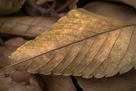 Free Images Tree Nature Wing Plant Wood Texture Leaf Flower