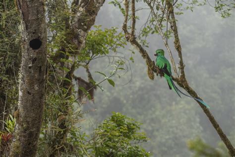 Male Of Resplendent Quetzal In Front His Nest In Costa Rica Cloud