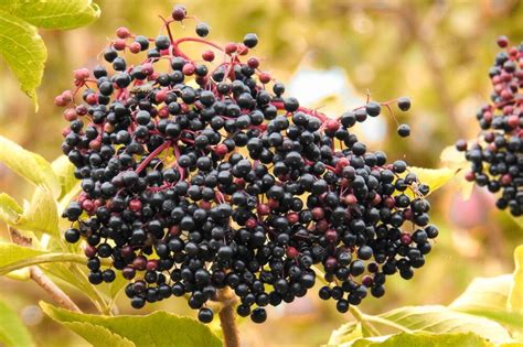 A Guide To Poisonous Elderberry Lookalikes Foragingguru