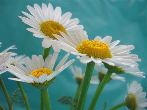 Photographers famous flower photos flower picture free flower picture hd flower pictures flower pictures print flower profile picture flower scenery flower search flower shop names flower. cute white daisies.jpg