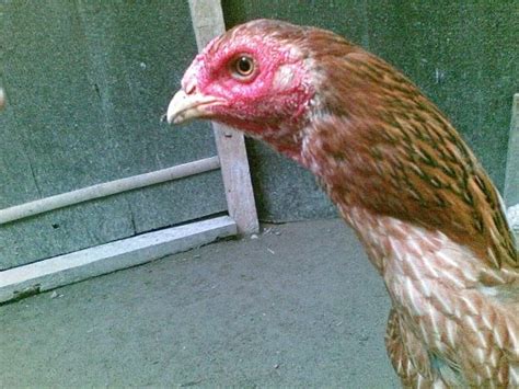 Banyak pedagang, baik di pasar tradisional ataupun pedagang toko klontong. (SOLD)Indukan (i)Burma x (pacek)BK dorong uk 8.5, Rp.300 ...