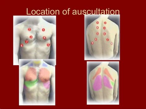 Auscultation Of Lungs