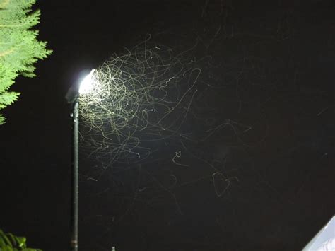 I have these tiny green bugs with wings that i keep finding in one room in my house. Bright White Streetlights Giving Bugs the Blues ...
