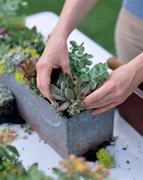So Easy Succulent Container Gardens Midwest Living