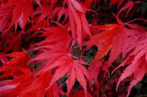 A Guide To The Different Types Of Japanese Maple Trees Barclay Bryan