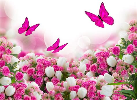 Download Roses Tulips Leaves Flower Butterfly Hd Wallpaper By