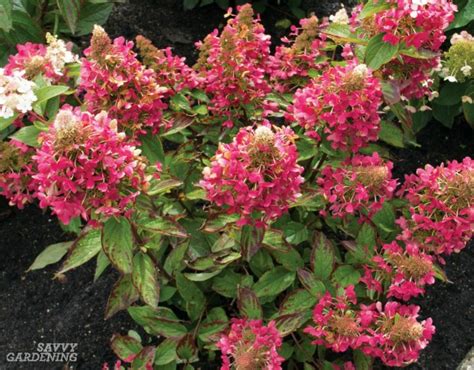Hardy in zones 5 to 9. Dwarf Flowering Shrubs for Small Gardens and Landscapes