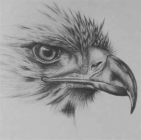 🔥pencil Drawings For Tattoo Pencil Drawings Of Animals Eagle Drawing