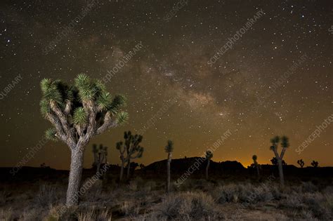Joshua Tree Yucca Brevifolia At Night With Milky Way Stock Image