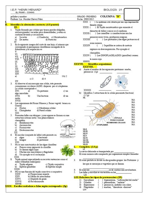 Examen De Biología 1º Secundaria Algas Plantas