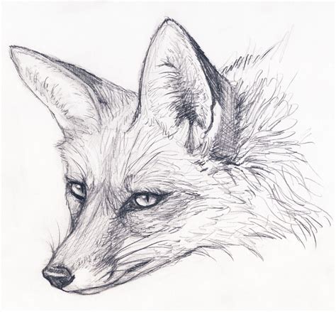 Fox Stare By Silvercrossfox On Deviantart Animal Drawings Animal