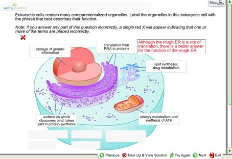 Some of the major organelles are the nucleus, endoplasmic reticulum, and lysosomes. Solved: Eukaryotic Cells Contain Many Compartmentalized Or ...