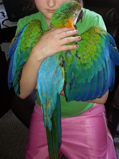 Pet Macaw Photos Thriftyfun