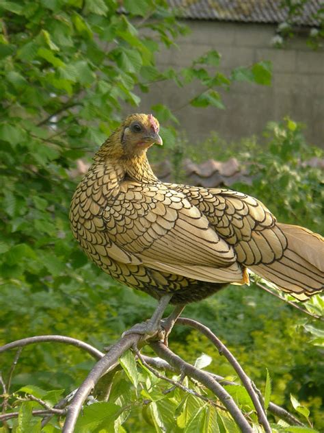 20 Amazing Rare Chicken Breeds With Special