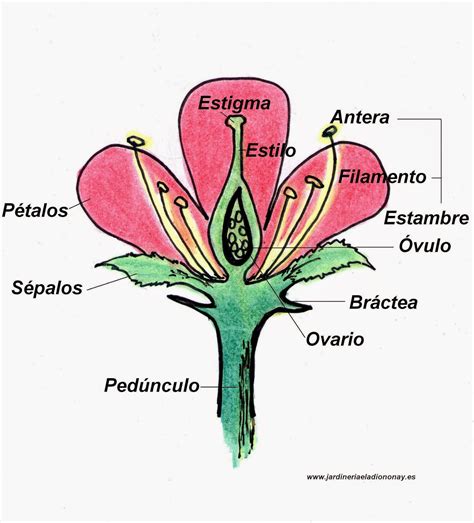 Álbumes 98 Imagen Localiza En El Dibujo Las Siguientes Partes De La