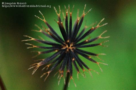 Bidens pilosa — id 10308 symbol key bipi common name hairy beggarticks family asteraceae category dicot division magnoliophyta us nativity introduced to u.s. Bidens pilosa L. - 101053 - Biodiversidad Virtual / Plantas