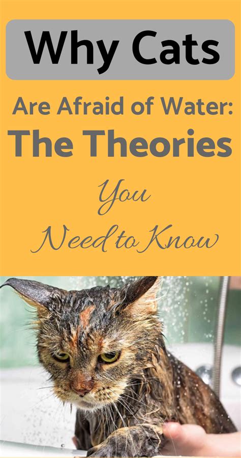 Select from premium cat afraid of the highest quality. Why Cats Are Afraid of Water: The Theories You Need to ...