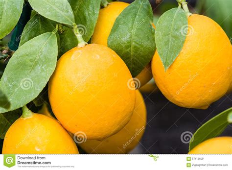 Ripening Oranges On Small Trees Stock Image Image Of Orange Organic
