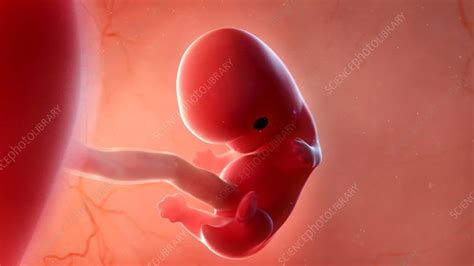 8 Week Old Fetus Stock Video Clip K0081720 Science Photo Library