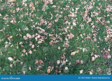 Yellow Fallen Leaves On Green Grass Autumn Stock Photo Image Of