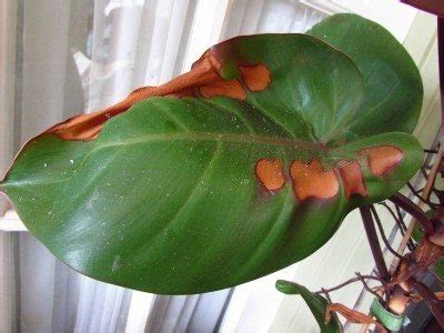 Other reasons for leaves turning brown on the edges include dry soil (underwatering) and. Philodendron Is Brown On Edges - What To Do For Leaves ...
