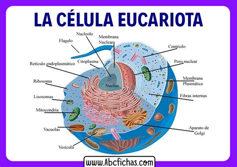 Estructura Celula Eucariota Animal Partes Abc Fichas