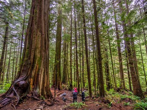 Old Growth Forests Are Still Being Logged On Vancouver Island