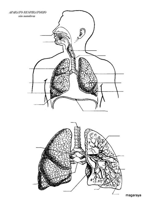 Dibujos Del Sistema Respiratorio Para Colorear Imagui