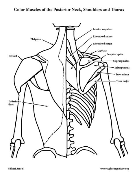 Muscles Coloring Pages Coloring Home