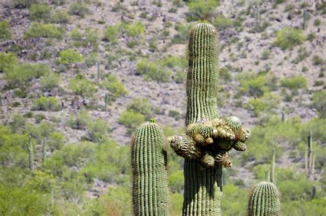 Cacti are able to survive in the desert because they're designed to! always alethia
