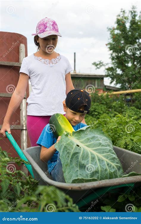 Children In The Garden Wheelbarrow Outdoors Stock Photo Image Of