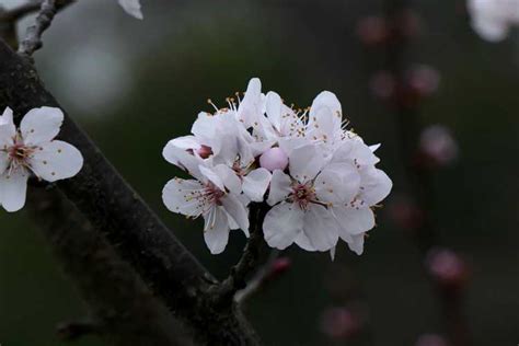 Aka cipriozam, cripoizam, crimson pointe�, crimson point). JC Raulston Arboretum - Now Showing - March 12, 2020