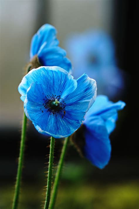 Himalayan Blue Poppies In Bloom Clickasnap Blue Flower