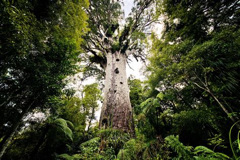 9 Of The Worlds Most Unique Iconic And Unusual Trees Wanderlust