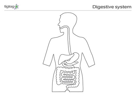 Unlabelled Human Digestive System