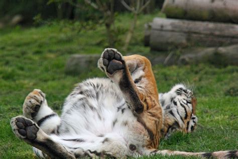 Belly Rub Amur Tiger Rolling Around On Its Back Waiting F Flickr