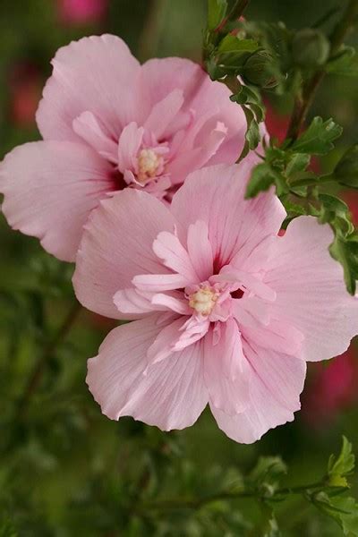 Buy Pink Chiffon Rose Of Sharon Free Shipping Hibiscus Syriacus