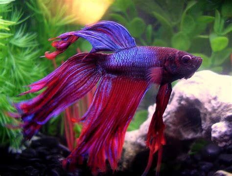 The Most Beautiful Betta Fish In The World Is So Good Looking He S The