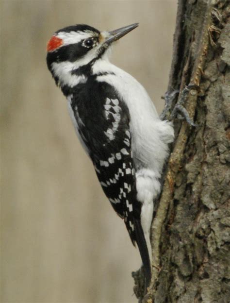 Hairy Woodpecker