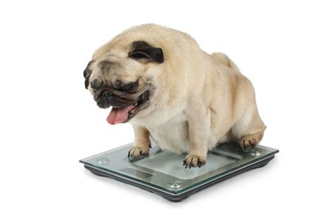 How To Tell If Your Dog Is Overweight Dunnellon Animal Hospital