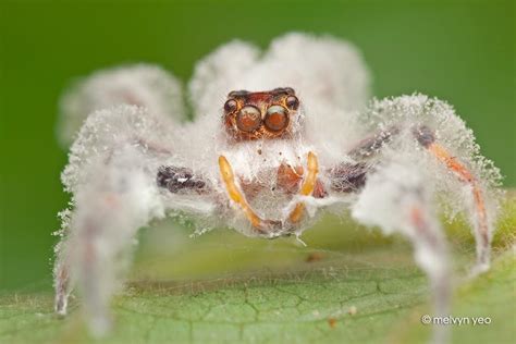 Once the spider's body has succumbed to the fungus it's tormented spider soul is released into the. Jumping Spider slowly being consumed by a deadly fungus is ...