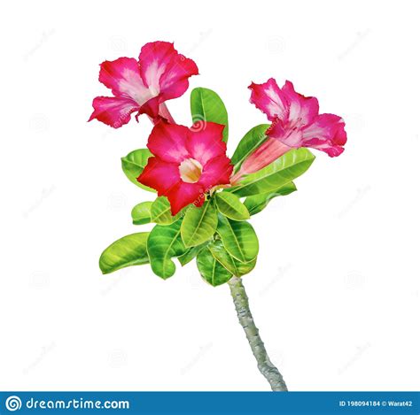 Desert Rose Flower Or Adenium Isolated On White Background Stock Photo