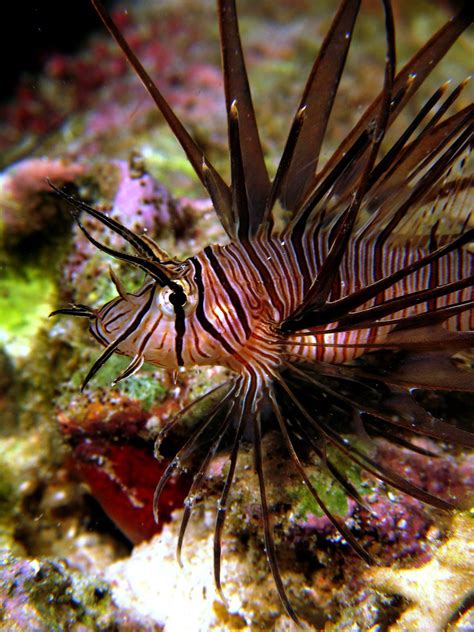 Lionfish Juvenile Jasdivr Flickr