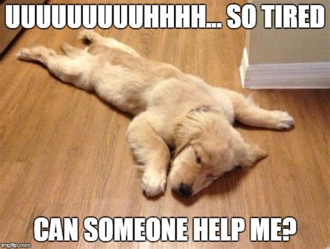 Tired Dog Meme